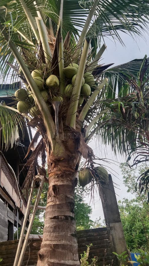Short coconut tree stock photo. Image of fruit, tree 264923214