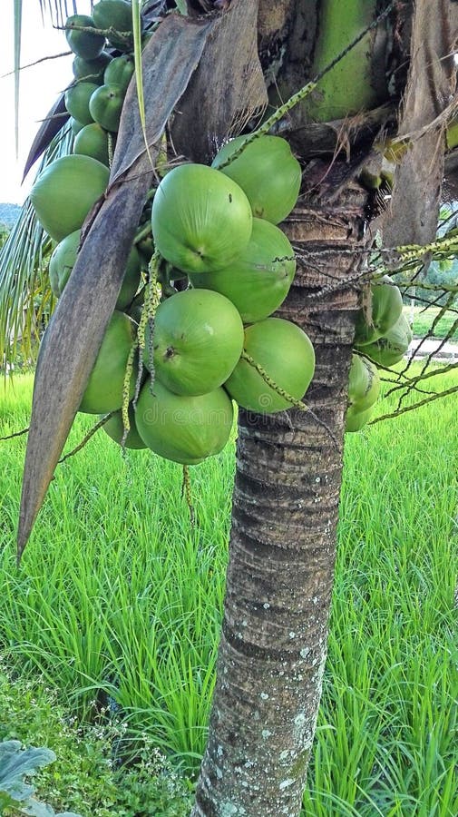 Short Coconut Tree in Malaysia Stock Photo Image of green, malaysia