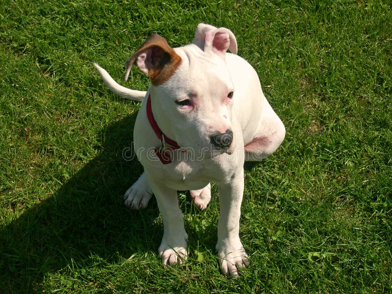 Short Dog Picture. Image 1865857