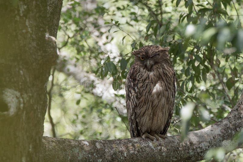 Vilpaththuwa National Park Stock Photos - Free & Royalty-Free Stock ...