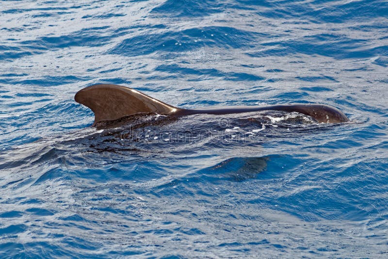 Short finned pilot whale off coast of Tenerife, Spain royalty free stock photography Short finned pilot whale off coast of Tenerife, Spain royalty free stock photography