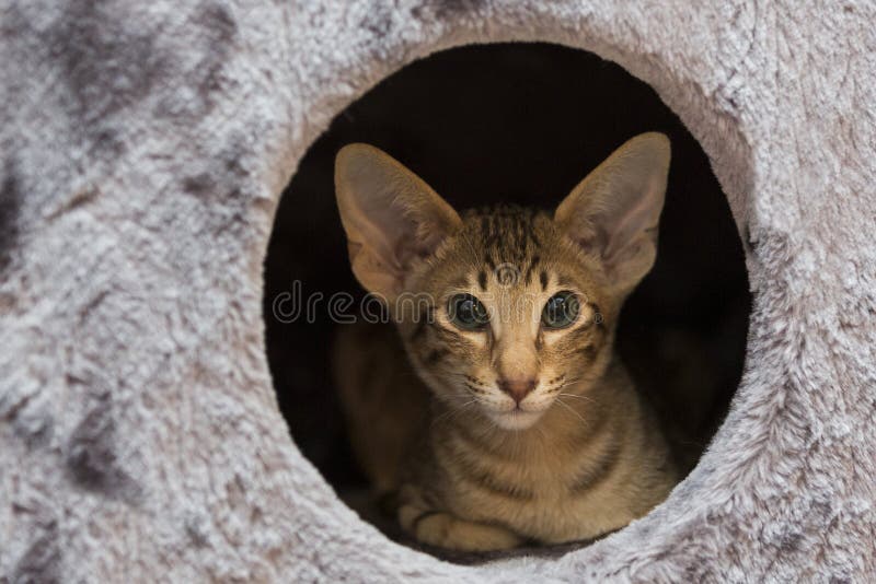 A short hair oriental kitten is inside of a cat tower