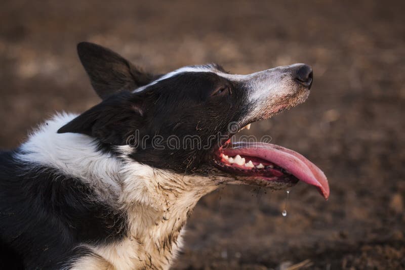 Short Haired Border Collie stock photo. Image of background - 143538208
