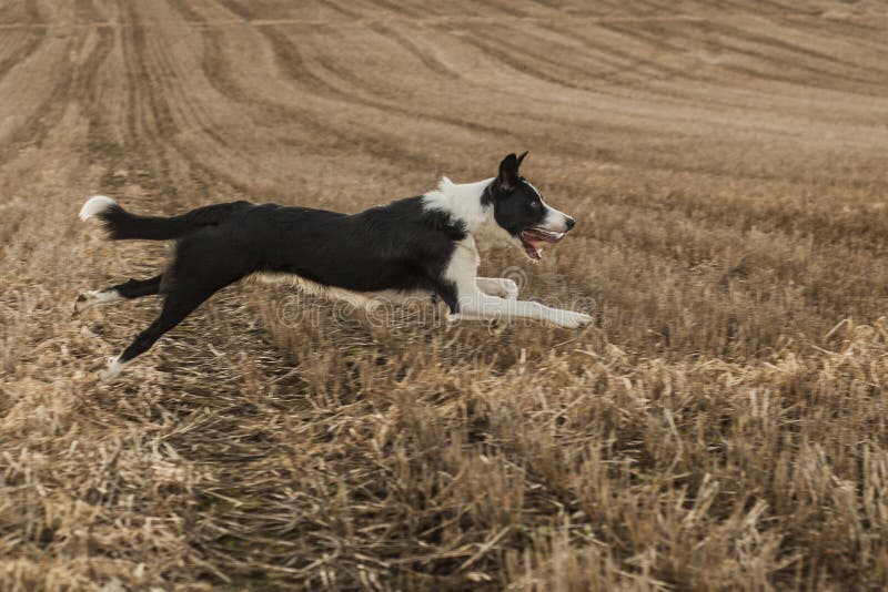 Short Haired Border Collie Stock Photo Image Of Black 143538114