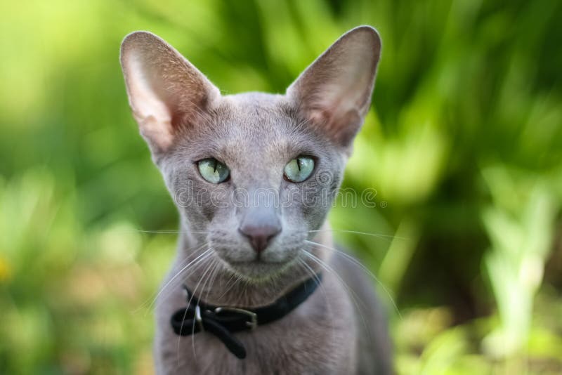 Short-Haired Cat With Green Eyese On Green Background.