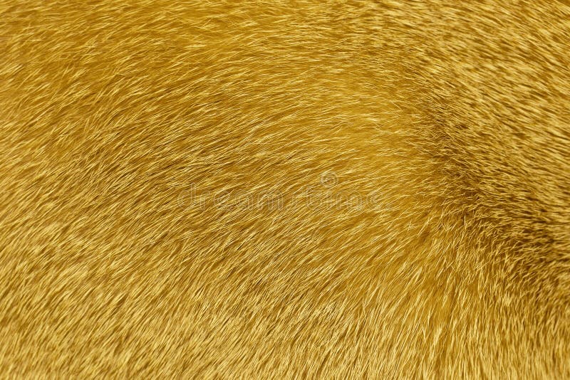 Shorthaired Sandy Cat Fur Structure Stock Image Image of hair, short