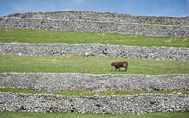 Short Horned Bull and Dry Stone Walls