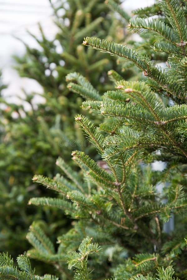 Short needle Christmas trees