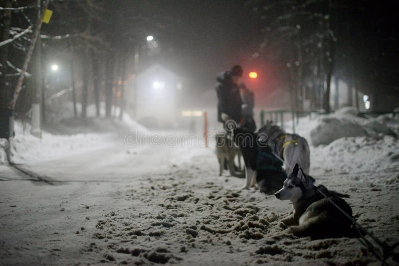 Short rest rides sled dogs in the night race