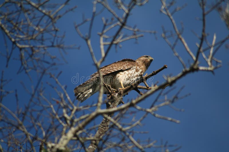 Red tailed hawk stock image. Image of raptor, branch, graceful 6567037