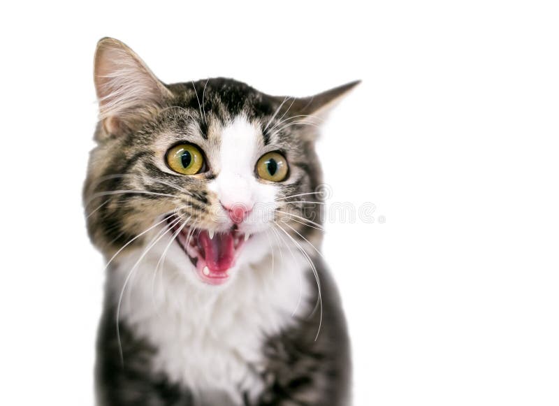 Angry adult tabby cat hissing and showing teeth Stock Photo