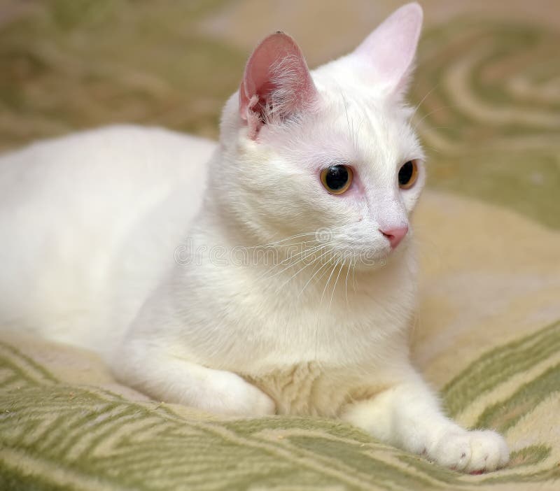 Shorthair White Cat Portrait Stock Photo Image of length, bedroom 151702852
