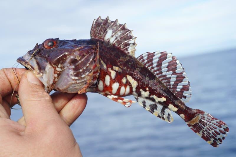 Fishing on the White Sea. Fishing on the White Sea