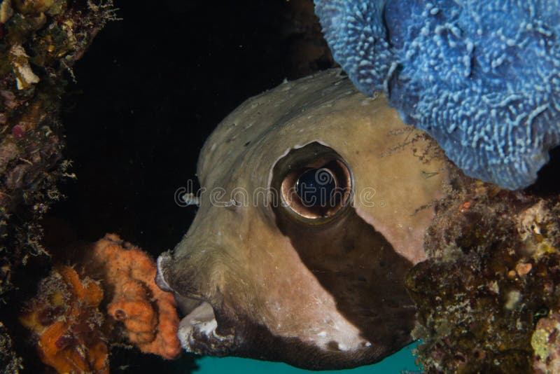 Shortspine Porcupinefish - svart flammig Porcupinefish royaltyfri fotografi Shortspine Porcupinefish - svart flammig Porcupinefish royaltyfri fotografi