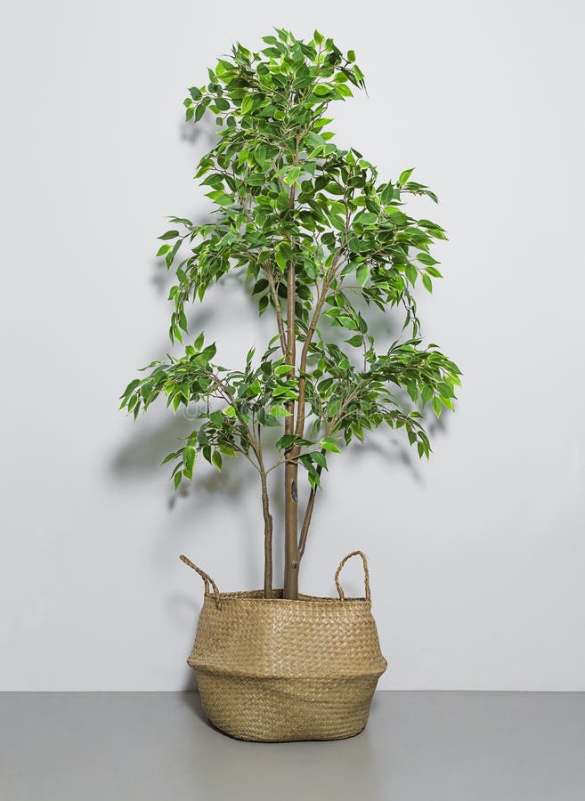 fake house plant