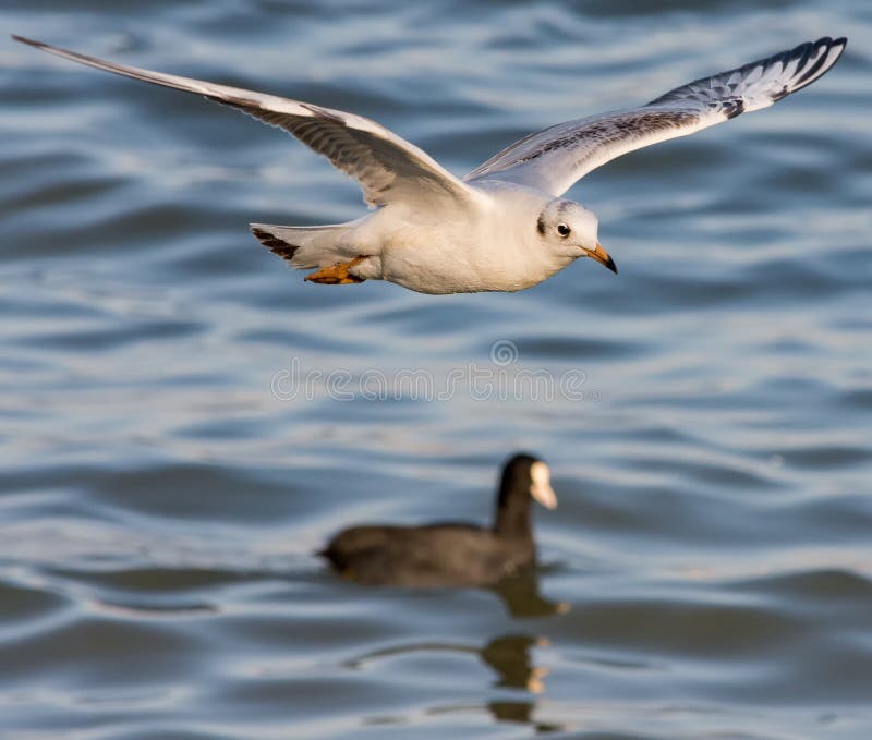 Shot of a Flying, White European Herring Gull Bird Stock Image Image