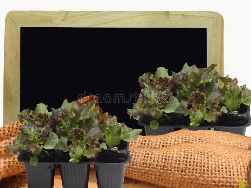 Shot of a green fresh salad in a flower pot - still life autumn food composition