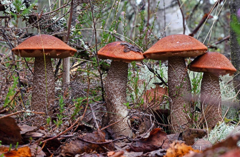 King boletus mushroom with red cape in the forest close up. Surrounded by green plants and woods.