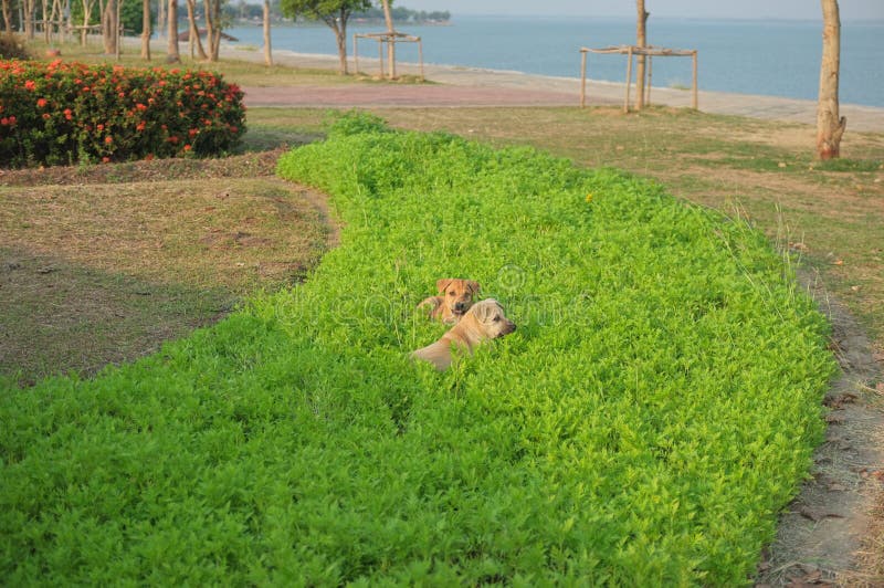 A dogs has a good moment at the dam NO.2 royalty free stock image A dogs has a good moment at the dam NO.2 royalty free stock image