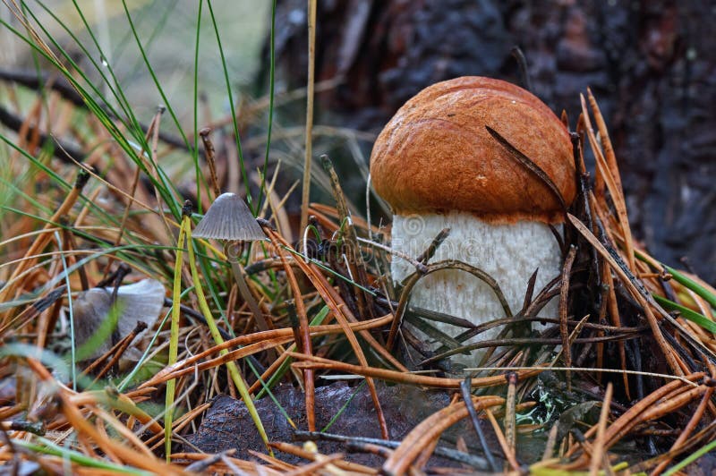 Picturesque red-capped scaber stalk Leccinum aurantiacum with white leg close to deadly fungi, toadstool. Fungi, mushroom in the