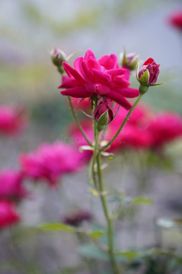 Red rose with its stem stock image. Image of shrub, wildflower 208089235