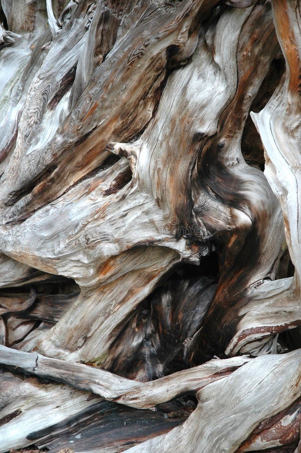 Shot of tree bark