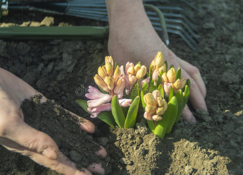 Work in the Garden with Soil and Plants Stock Image Image of work