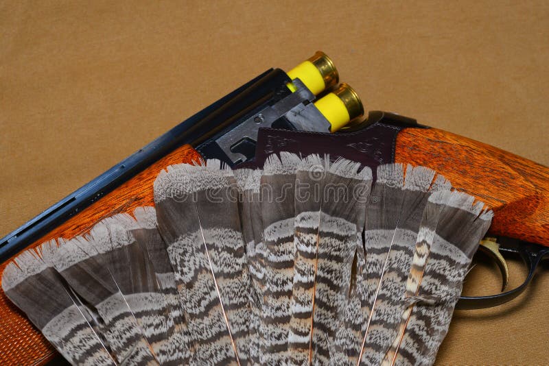 Shotgun with Grouse Feathers Stock Photo Image of tail, hunting 51042984