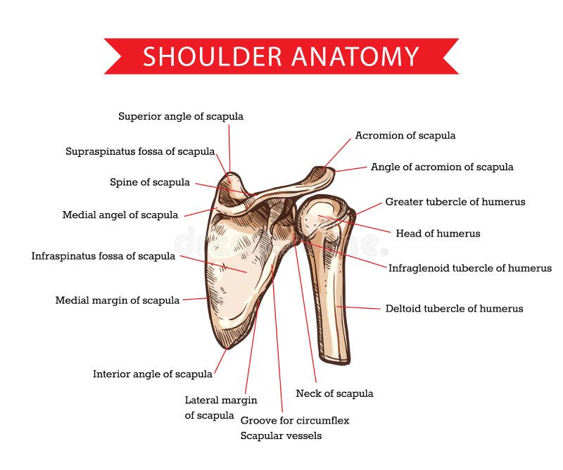 Tubercle Bone Structure