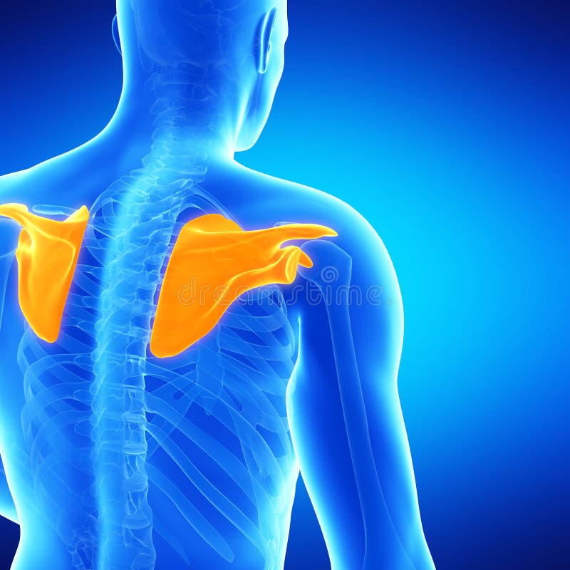 The shoulder blades stock illustration. Illustration of physiology ... Biology Diagrams