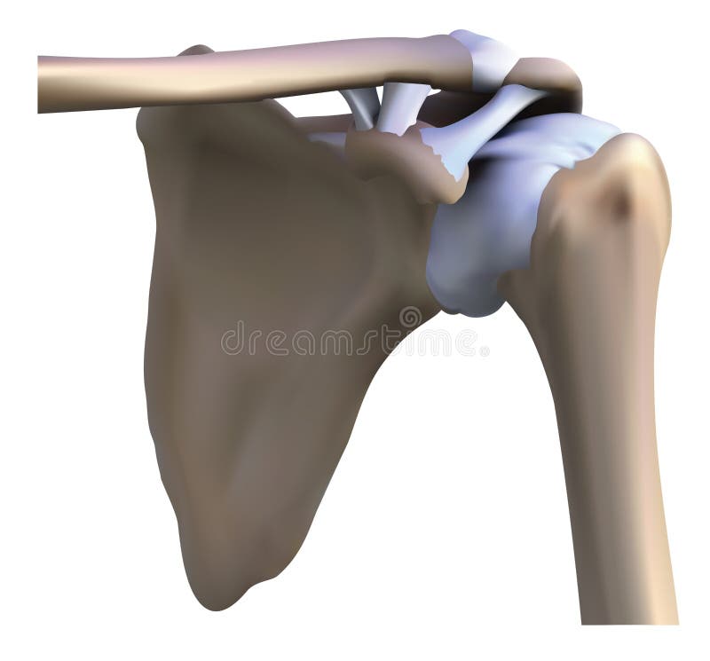 Shoulder bone royalty free illustration