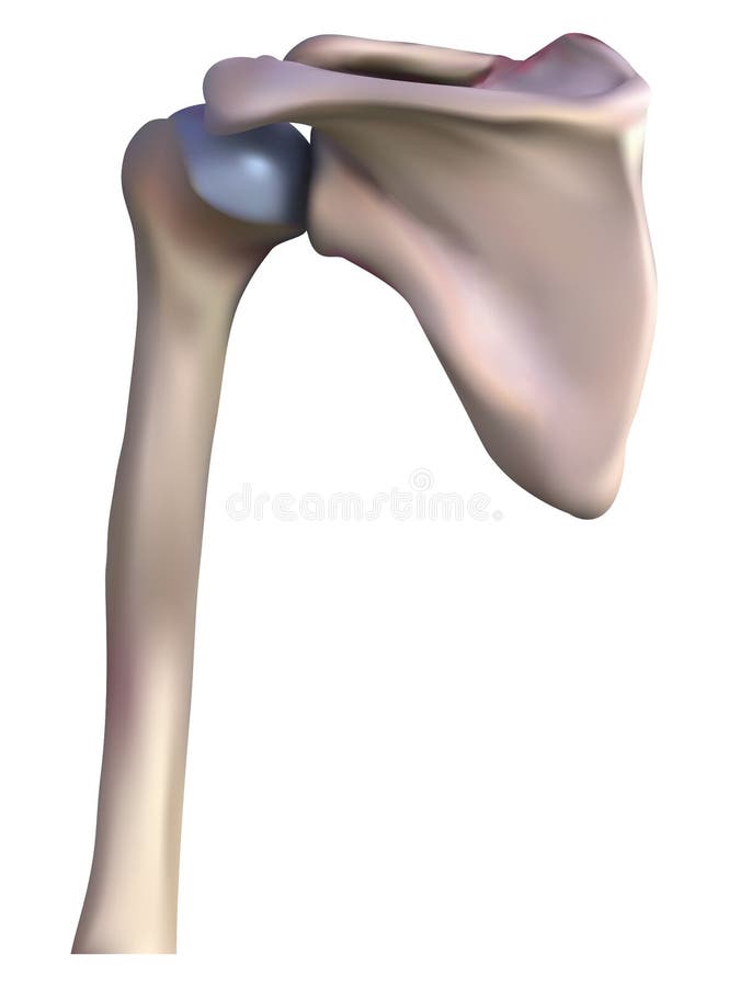 Shoulder bone vector illustration