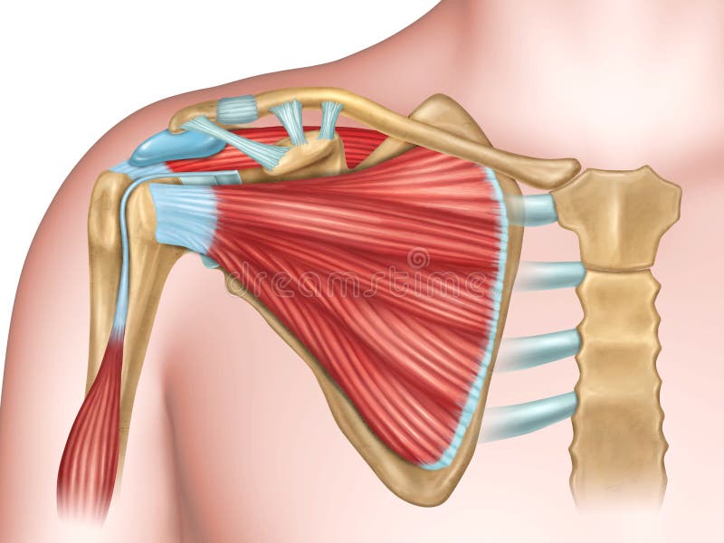 Shoulder bones and muscles royalty free illustration Shoulder bones and muscles royalty free illustration