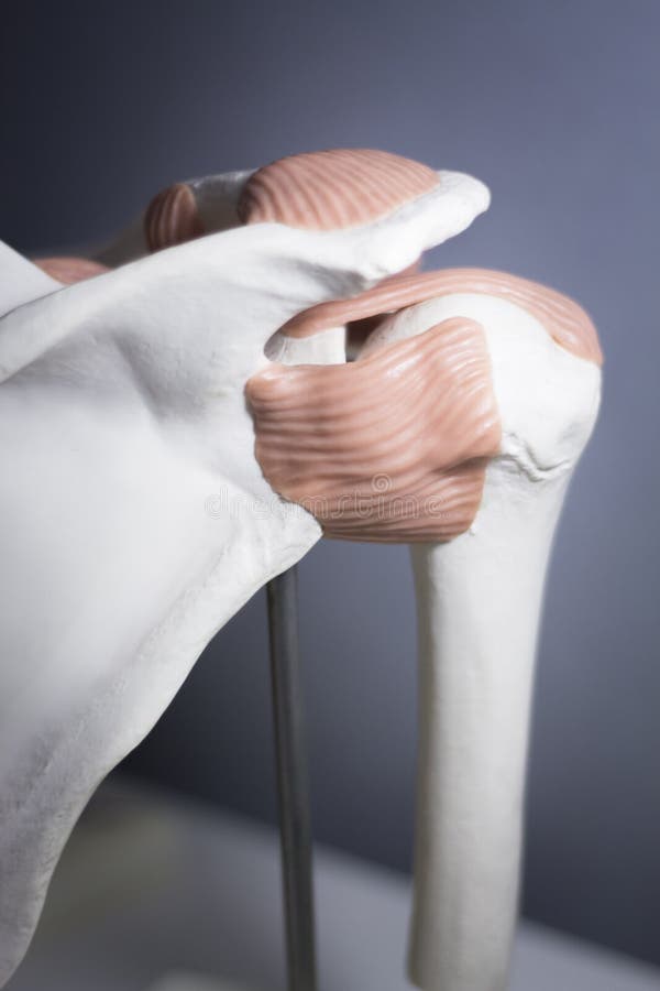 Shoulder joint meniscus model. Shoulder joint plastic teaching model for taumatology and orthopedics showing bones, tendons and back stock photo Shoulder joint meniscus model. Shoulder joint plastic teaching model for taumatology and orthopedics showing bones, tendons and back stock photo