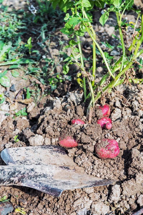 Shovel digging potatoes in the garden and harvest royalty free stock photos