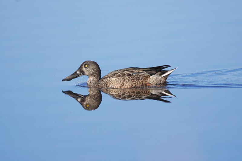 shoveler clypeata anas женский северный стоковая фотография shoveler clypeata anas женский северный стоковая фотография