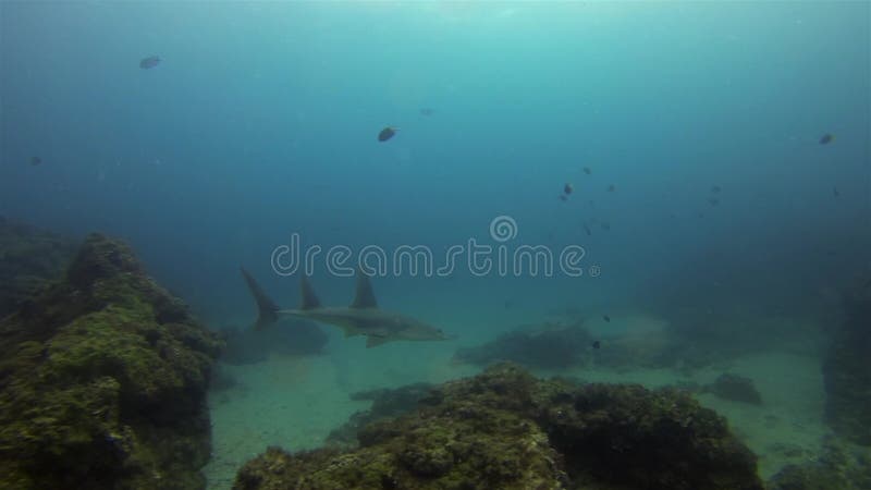 Shovelnose Ray Witte gitaarvis Shovelnose Shark bull Ray Stingray in de blauwe zee