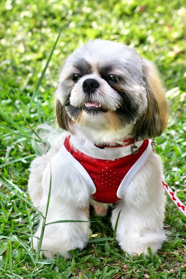 Show-dog Shih Tsu