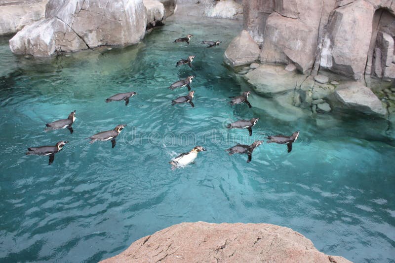 Show penguins stock photo. Image of family, antarctica 12928376