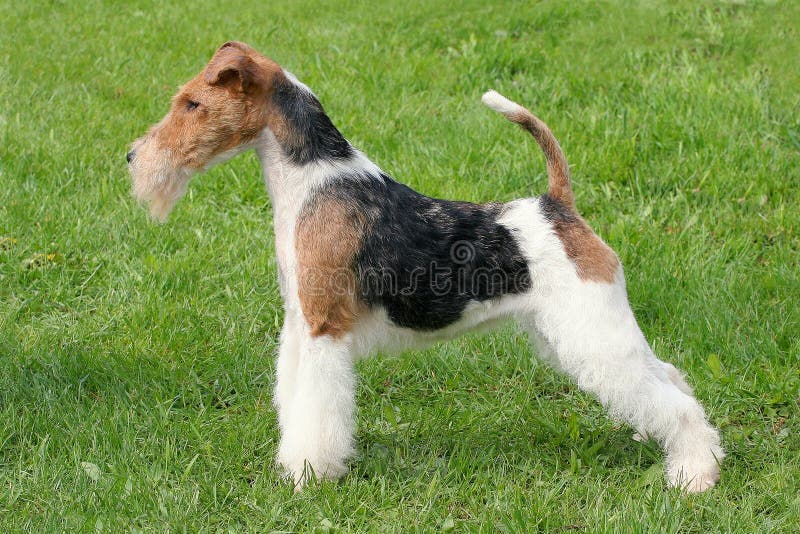 Show position Fox Terrier Wire royalty free stock images