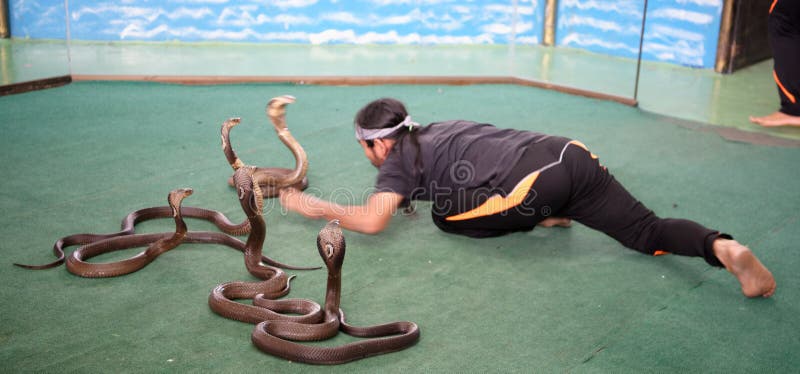 Show of Snakes`.Performer Play with Cobra during a Show in Pattaya Snake  Show Editorial Stock Image - Image of activity, phuket: 105584214