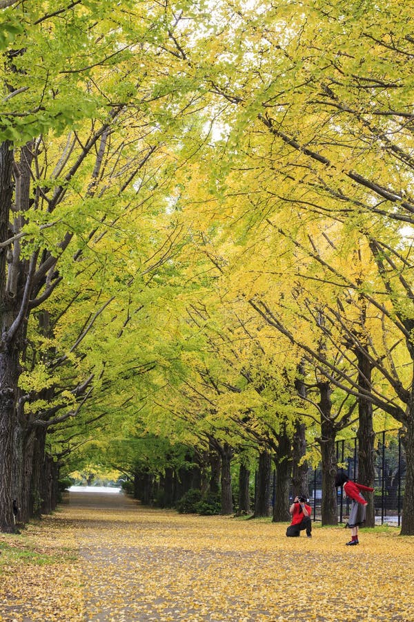 Showa Memorial Park stock foto Showa Memorial Park stock foto