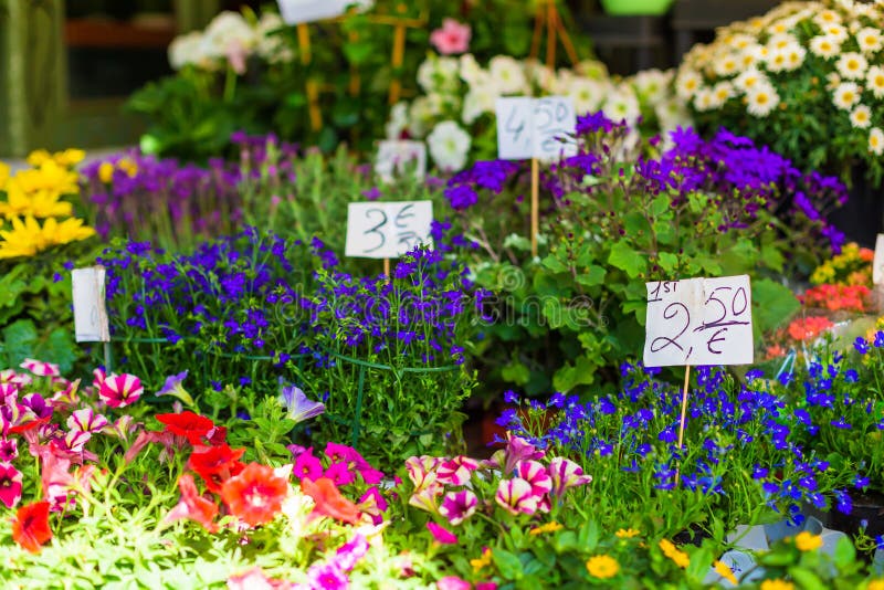 Showcase of a Flower Counter with Price Tags for Flowers Stock Image Image of color, bloom