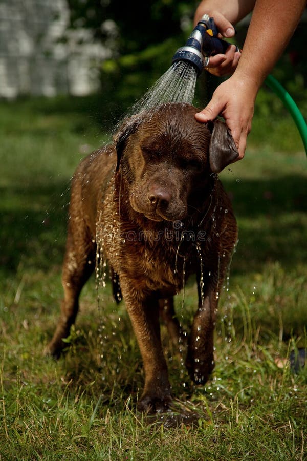 Dog Bathing stock image. Image of grass, friend, shower 24265