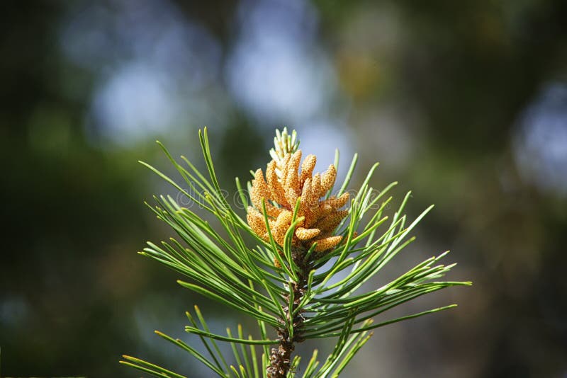 Pollen Cones of Pinus Contorta Lodgepole Pine Stock Image Image of