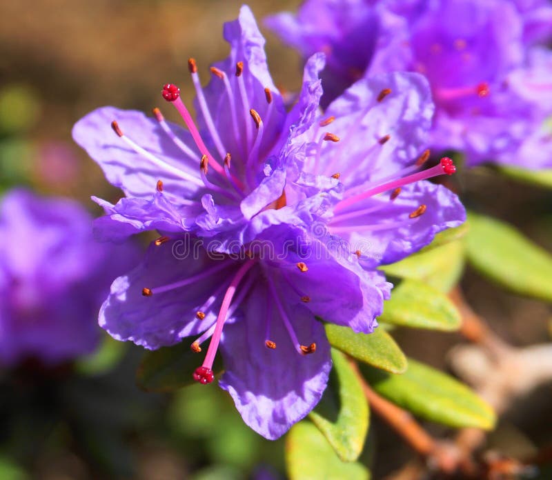 Showy and bright Rhododendron Ramapo flowers close up.