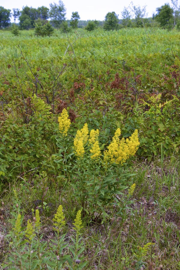 Showy Goldenrod  704217