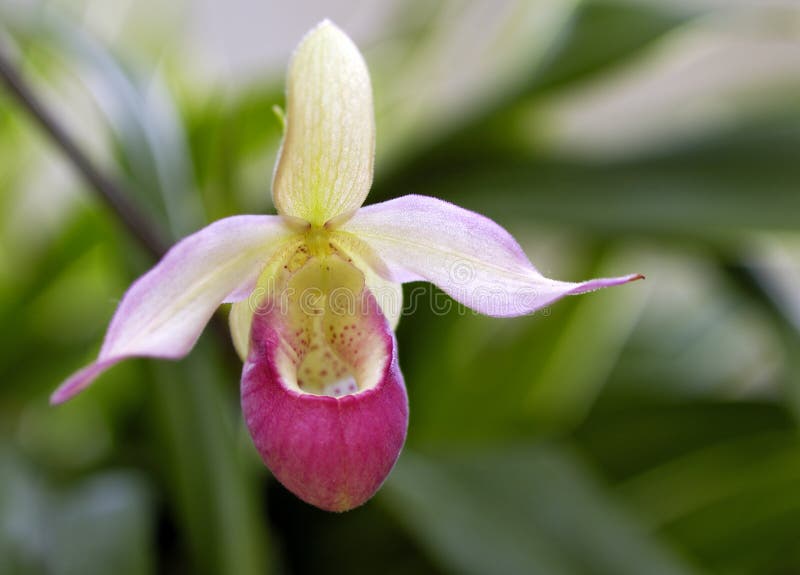 Showy Lady s Slipper (Cypripedium reginae)