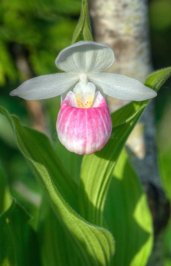 Showy Lady s Slipper (Cypripedium reginae)