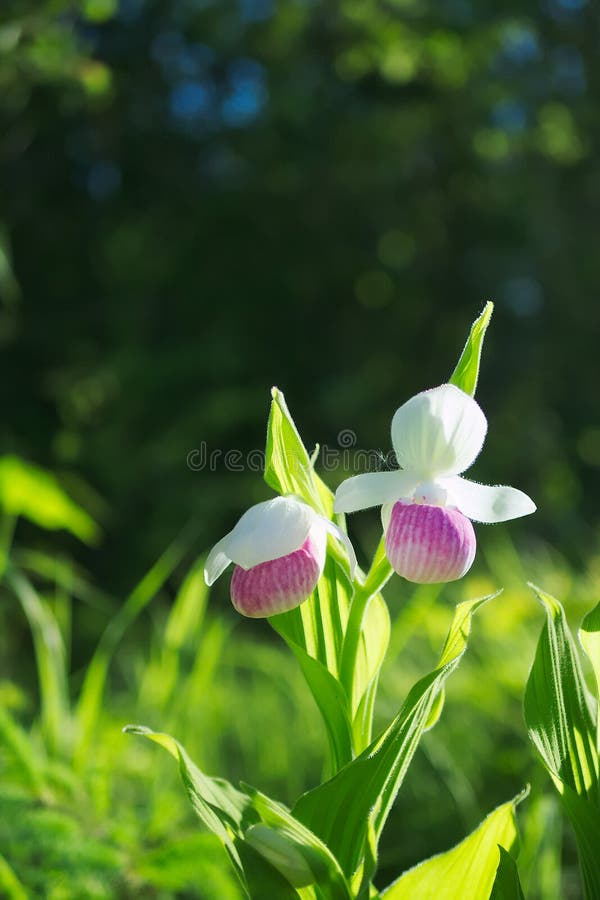 Showy Lady`s-slippers, Cypripedium reginae, Official Minnesota State Flower